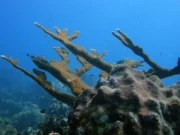 Два вида кораллов Флориды признаны «функционально вымершими» из-за жары, утверждает исследование